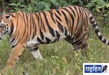 वाघाने पाडला चार शेळ्यांचा फडशा! पशुपालकांचे मोठे नुकसान