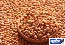 चणा खरेदीला १८ जूनपर्यंत मुदतवाढ! शेतकऱ्यांना मिळाला दिलासा