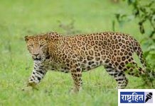 बिबट्याने पाडला दोन वासरांचा फडशा! पशुपालकाचे नुकसान; शेतकरी, शेतमजूर तसेच पशुपालकांत दहशत