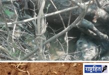 बिबट्याने केली गायीची शिकार! शेतात बिबटाच्या पायांचे ठसे; परिसरात भितीचे वातावरण