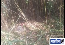 पवनार शिवारत वाघाने पुन्हा केली एका कालवडची शिकार ; परिसरात दहशत कायम