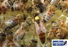 मधमाश्यांच्या हल्ल्यात शेतकरी ठार! मोहगाव येथील घटना; परिसरात व्यक्त केले जातेय हळहळ