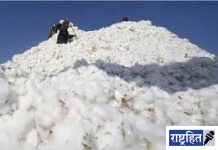 हिंगणघाटात कापसाला मिळाला 12011 रुपये भाव! शेतकरी वर्गात आनंदाचे वातावरण