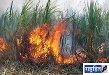 वनवा पेटला! दोन एकरांतील उसाचा कोळसा; दोन शेतकऱ्यांना तीन लाखांचा आर्थिक फटका