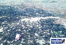 सिंदी (मेघे) परिसरातील बुद्ध टेकडीला आग! झाडे जळून खाक