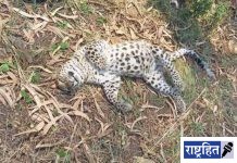 उष्माघाताने घेतला तीनवर्षीय बिबट्याचा बळी! दानापूर शिवारात सापडला मृतदेह