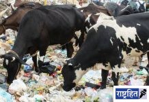 गायीच्या पोटात निघाले 60 किलो प्लास्टिक! दावत हॉटेलजवळील कचरा हटवा; बीडीओंचे आदेश