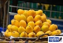 हवामानाचा फटका! बाजारात आवक 50 टक्क्यांनी घटली; आंब्याची चव चाखणे यंदा कटीणच