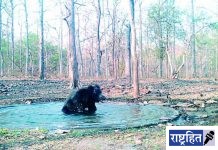 बोर व्याघ्रतील पाणवठ्यांनी तहान भागली! वन्यप्राण्यांची गावाकडे येणारी धाव थांबली