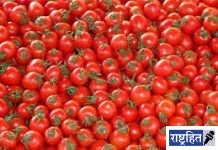 टोमॅटोचे भाव कडाडले! 60 ते 80 रु. किलोने विक्री