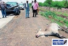 भरधाव कारने चिरडले रोह्याला! कारचे मोठे नुकसान