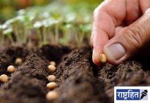 शेतकऱ्यांनी बियाणे उगवण क्षमता तपासल्याशिवाय पेरणी करु नये! बिबिएफ पध्दतीने लागवड करा व पिक वाचवा