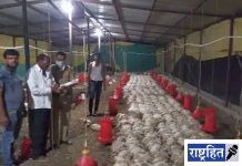 बत्ती गुल होताच तापमान वाढल्याने १ हजार ९७० कोंबड्यांचा मृत्यू! बँकेचे कर्ज कसे फेडणार? शेतकरी हवालदिल