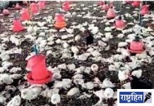 अतिवृष्टीमुळे पोल्ट्री फार्ममधील ४ हजार कोंबड्यांचा बळी! शेतीला कुक्कुट पालनाची जोड देणाऱ्यास दहा लाखांचा फटका