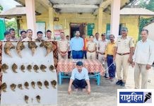 शेतातील झोपडीत पुरले होते वाघाचे ४ दात आणि १७ नखे! वनविभागाने जप्त केले वन्यजिवाचे अवयव