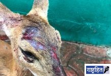 भटक्या कुत्र्यांनी चौशिंग्याचे लचके तोडत केले ठार! करुणाश्रमात पंचनामा करुण अंत्यसंस्कार; शहरात कुत्र्यांची संख्या चिंताजनक