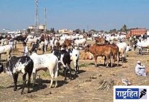 लम्पीचा प्रादुर्भाव रोखण्यासाठी जनावरांचा बाजार, शर्यत, जत्रा व प्रदर्शन भरविण्यावर बंदी; आजाराबाबत व्यापक जनजागृतीचे निर्देश