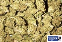 कारच्या सीटमधून गांजा तस्करी; पोलिसांनी हुडकून काढला तब्बल २६५ किलो गांजा