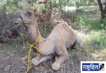 जखमी अवस्थेत भटकलेला उंटावर करुणाश्रमात उपचार