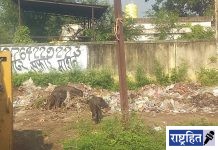 पालिकेचा स्वच्छता पंधरवाडा केवळ कागदावरच! पालिकेला लागूनच घाणीचे साम्राज्य