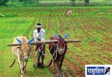 जिल्ह्यात भूविकास बँकेचे ३४७ लाभार्थी! ५ कोटी ८९ लाखांची मिळणार कर्जमाफी; शेतकऱ्यांचा सातबारा होणार कोरा