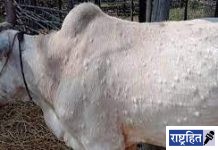 20 जनावरे ‘लम्पी’च्या विळख्यात! एक बैलाचा मृत्यू; तळेगाव परिसरातील चिंता