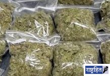 गांजाची “बाय ट्रेन’ तस्करी! ओडिसाचा ‘भाग्य मलिक’ गळाला; तब्बल ८० हजाराचा गांजा हस्तगत