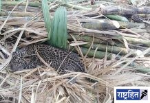 २५ दिवसांच्या दुरावलेल्या बिबट्याच्या शावकाची आईशी झाली भेट ; वन विभाग व पिपल फॉर अँनिमल्सच्या प्रयत्नांना यश