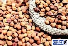 नाफेडच्या चना खरेदी नोंदणीसाठी मुदतवाढ