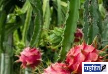 फळे, फुले, मसाला लागवड व जुन्या फळबागाच्या पुनरुज्जीवनासाठी अनुदान! 50 टक्के पर्यंत अनुदानाची तरतूद