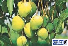 फळबाग लागवडीसाठी शंभर टक्के अनुदान! तीन टप्प्यात होणार अनुदानाचे वितरण