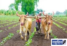 भूमिहीन दारिद्र्यरेषेखालील आदिवासींना कसण्यासाठी हक्काची जमीन! आदिवासी कल्याणासाठी सबळीकरण व स्वाभिमान योजना