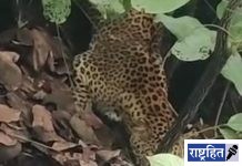 वर्ध्याच्या हिंदी विद्यापीठ परिसरात पकडलेल्या बिबट्याचा मृत्यू! वनविभागाच्या निगरानीत होणार शवविच्छेदन