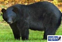 अस्वलीच्या हल्ल्यात शेतकरी गंभीर! आर्वी तालुक्यातील चोपण परिसरातील घटना