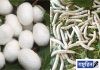 जिल्ह्यातील शेतकऱ्यांसाठी मोफत रेशीम उद्योग प्रशिक्षण