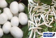 जिल्ह्यातील शेतकऱ्यांसाठी मोफत रेशीम उद्योग प्रशिक्षण