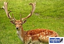 हॉटेलात हरिणाच्या मांसावर मारला ताव! दोघांना अटक