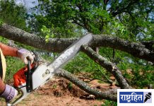 विनापरवाना झाड तोडल्यास ५० हजारांचा दंड! राज्य शासनाकडून अध्यादेश जारी ; अवैध वृक्षतोडीला बसेल आळा