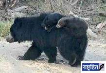 बोर व्याघ्रप्रकल्पात आढळले ल्युसिस्टिक’ अस्वल