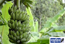 उत्कृष्ट केळी उत्पादनाचे रहस्य उलगडणार ; पवनारमध्ये केळी उत्पादनात भर घालणारा परिसंवाद