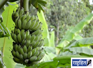उत्कृष्ट केळी उत्पादनाचे रहस्य उलगडणार ; पवनारमध्ये केळी उत्पादनात भर घालणारा परिसंवाद
