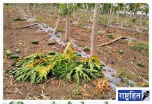 वादळी वाऱ्यासह झालेल्या पावसाने फळबागांचे नुकसान ; पपई, केळी, भाजीपाला पिकांचे मोठे नुकसान
