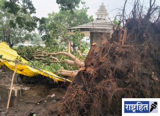 वादळी पावसाचा कहर : पवनारमध्ये पिंपळाचे मोठे झाड कोसळले, चिवड्याच्या दुकानाचे मोठे नुकसान