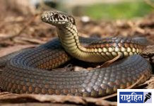 सापांची भीती न बाळगता सर्पमित्रांचे सहकार्य घ्या : गजेंद्र सुरकार यांचे आवाहन