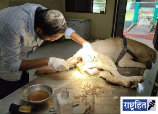 जखमी लॅब्राडोरला रस्त्यावर टाकून पलायन ; माणुसकीला काळिमा ! करुणाश्रमात उपचारानंतर प्रकृती सुधारली ; पीपल फॉर ॲनिमल्सने स्वीकारली पुढील जबाबदारी