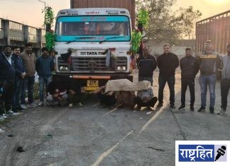कंटेनरमधून जनावरांची अवैध वाहतूक उघडकीस ! स्थानिक गुन्हे शाखेची धडक कारवाई ; २५ म्हशींना मिळाले जिवदान