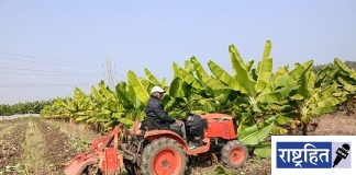 निर्यातदारांच्या पाठफिरवीने केळी पिकाचा घात ; वर्ध्यात शेतकऱ्यांनी बागा काढल्या ! ३० रुपयाची केळी शेतकऱ्यांकडून ३ रुपयांना खरेदी