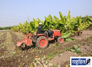 निर्यातदारांच्या पाठफिरवीने केळी पिकाचा घात ; वर्ध्यात शेतकऱ्यांनी बागा काढल्या ! ३० रुपयाची केळी शेतकऱ्यांकडून ३ रुपयांना खरेदी