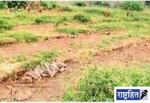 हिंस्त्रपशूंच्या गडद छायेत ३०० एकर शेती ! आदिवासी शेतकऱ्यांचा आर्त टाहो दुर्लक्षित; उदरनिर्वाहाचा प्रश्न गंभीर