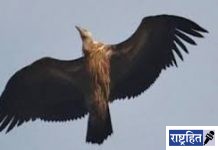 वर्ध्यात पहिल्यांदाच हिमालयीन गिधाड; बोर प्रकल्पाच्या जैववैविध्यावर शिक्कामोर्तब